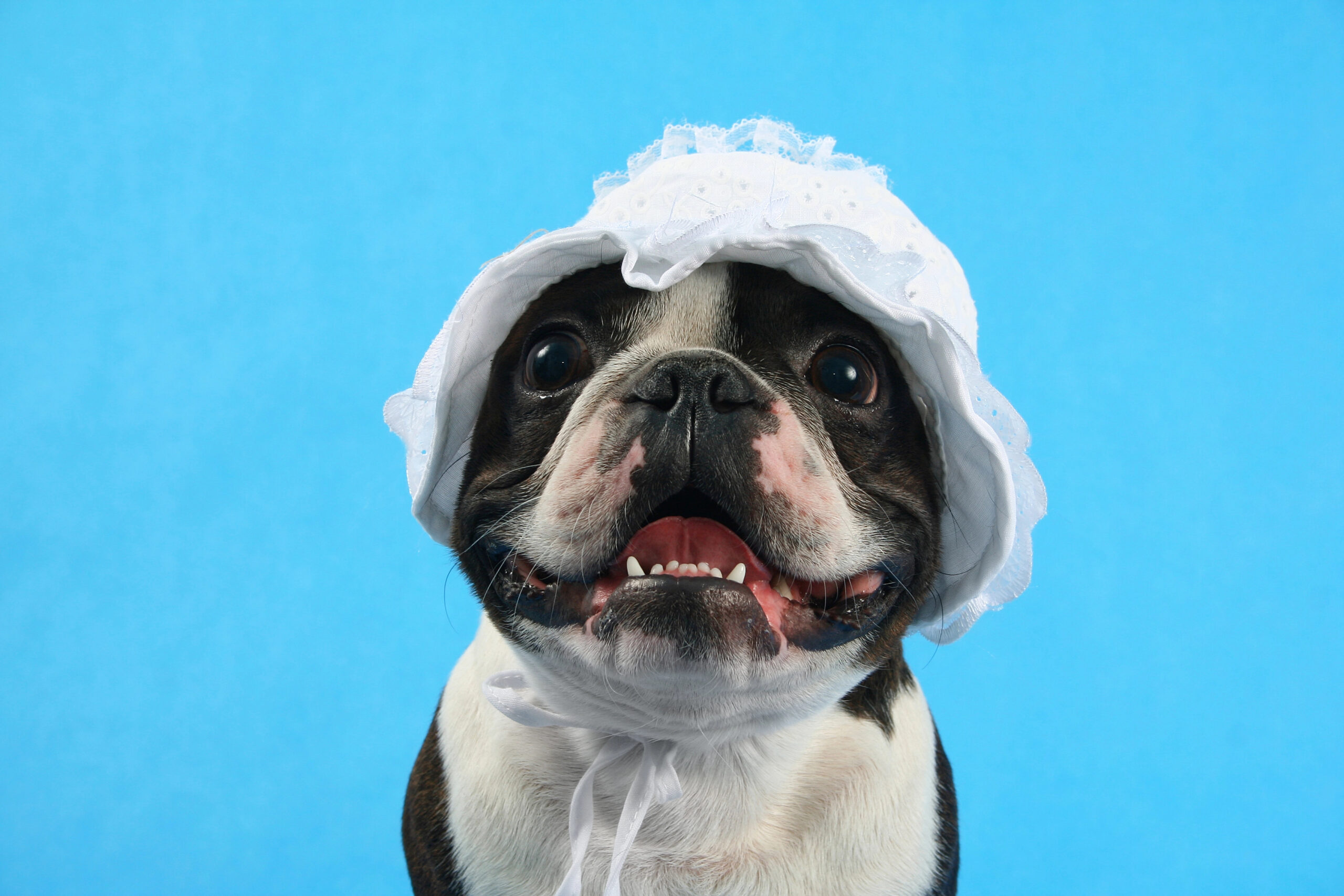 If the Characters of Pride & Prejudice Were Dogs