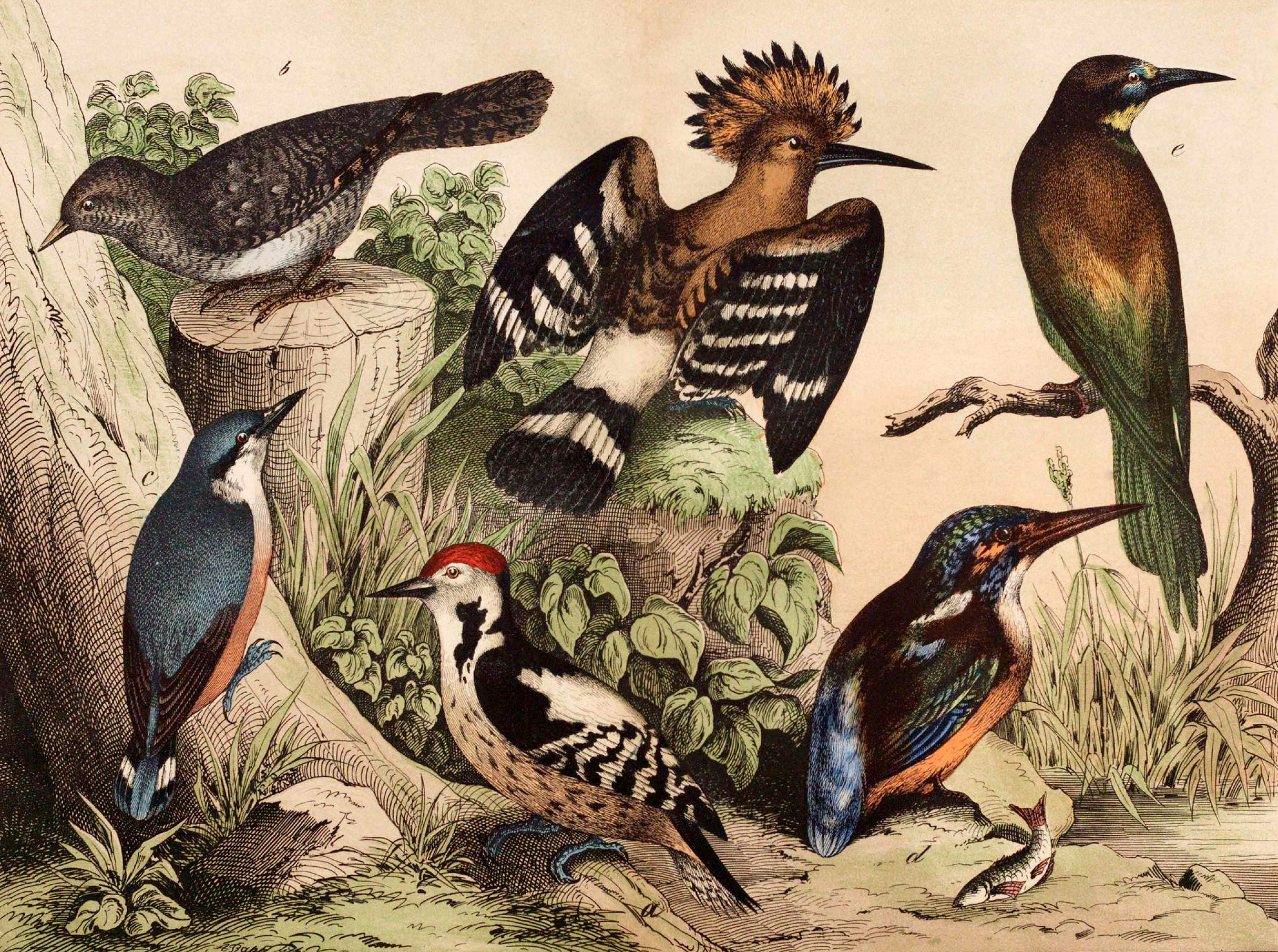 If the Characters of Pride and Prejudice Were Birds, What Would They Be?